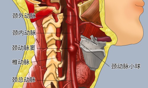 大红藤的功效和作用张景明-大红藤的功效网 - 大红藤的功效和作用张景明,大红藤的功效和作用主治