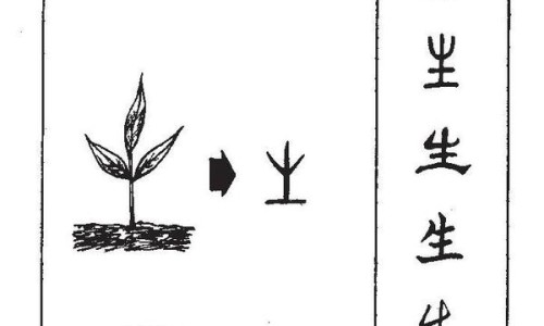 大红藤的功效与作用禁忌-大红藤的功效网 - 大红藤的功效和作用张景明,大红藤的功效和作用主治